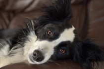 Show us your dogs?
