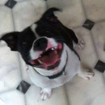 Find out what Mumsnetters thought of the Pedigree® Dog Food Range. £300 voucher prize draw for testers’ feedback. NOW CLOSED