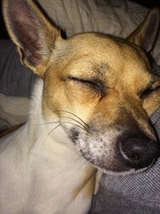 Show us your dogs?