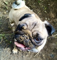 Show us your dogs?