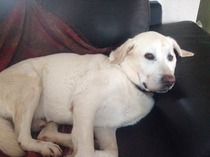 Show us your dogs?