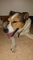Show us your dogs?