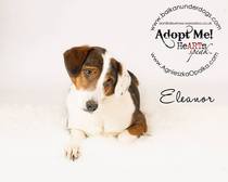 Total beginner in dog ownership: advice please