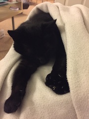Ollie update