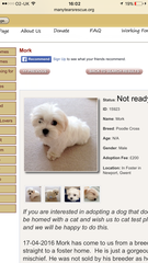 Cavapoo vs Cavachon
