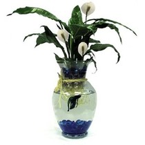 AIBU - Pets at Home Goldfish Fiasco