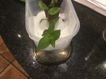 plant identification help