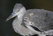 Had a lovely 30 minutes watching the birds in the front garden