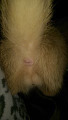 She's a boy isn't she...... (pic of kitten's bits)