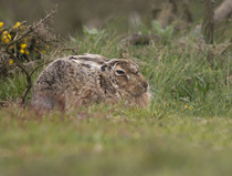 Had a lovely 30 minutes watching the birds in the front garden