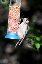 Had a lovely 30 minutes watching the birds in the front garden