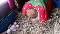 Why does my bun pull tufts of fur out?