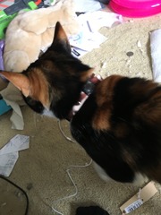 Come and extol the virtues of an adult cat over kittens for me..... Dilemma......