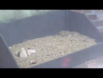 Had a lovely 30 minutes watching the birds in the front garden