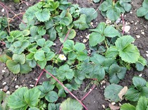 Allotment/Veg Patch Thread 5 - The Diggers Rest !