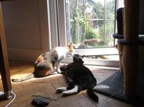 run or cat fence recommendations to keep cat safe in garden