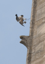 Had a lovely 30 minutes watching the birds in the front garden