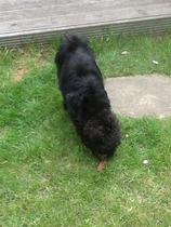 Find out what Mumsnetters thought of the Pedigree® Dog Food Range. £300 voucher prize draw for testers’ feedback. NOW CLOSED