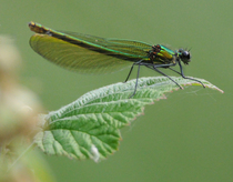 Had a lovely 30 minutes watching the birds in the front garden