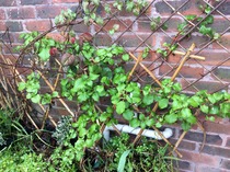 Plant to train up wall, round door