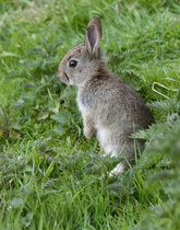 Had a lovely 30 minutes watching the birds in the front garden