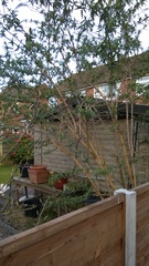 can anyone identify these trees? i quite like them.