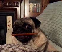 Show us your dogs?