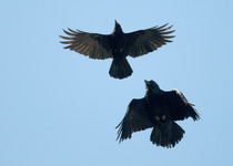 Had a lovely 30 minutes watching the birds in the front garden