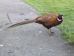 Had a lovely 30 minutes watching the birds in the front garden