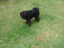 Find out what Mumsnetters thought of the Pedigree® Dog Food Range. £300 voucher prize draw for testers’ feedback. NOW CLOSED