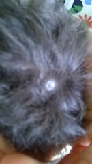 sore spot on guinea pig's back (pics)