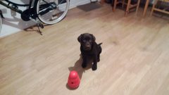 Show us your dogs?