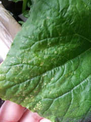 Any idea what these yellow dots on my cucumber leaves?