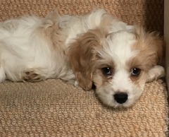 Show us your dogs?