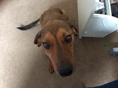 please can I have a mini moan about the difficulty of rehoming a rescue dog