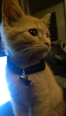 She's a boy isn't she...... (pic of kitten's bits)