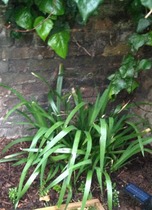 Please Identify this plant for me