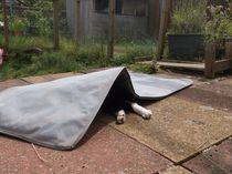 run or cat fence recommendations to keep cat safe in garden