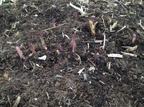 Allotment/Veg Patch Thread 5 - The Diggers Rest !