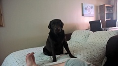 Show us your dogs?