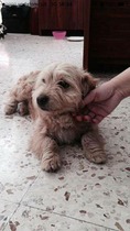Total beginner in dog ownership: advice please