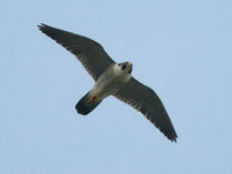 Had a lovely 30 minutes watching the birds in the front garden