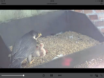 Had a lovely 30 minutes watching the birds in the front garden