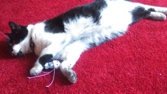 Trying not to get too giddy. Going to see a rescue cat this afternoon.