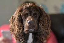 Show us your dogs?