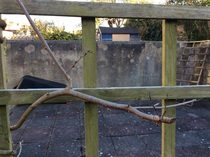 Has my wisteria died?