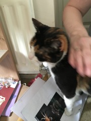 Come and extol the virtues of an adult cat over kittens for me..... Dilemma......