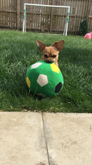 Show us your dogs?