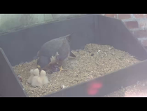 Had a lovely 30 minutes watching the birds in the front garden