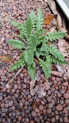 "in the midst of winter, I found there was within me, an invincible summer" Potting shed chat continues here